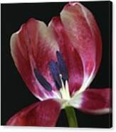 Tulip Red 042207 Canvas Print