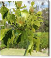 Tulipfera Tree- Liriodendron Tulipifera 'aureomarginatum' Canvas Print