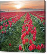 Tulips At Sunrise Canvas Print