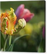 Tulips In March Canvas Print