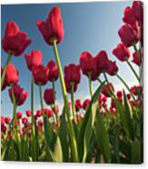 Tulips Looking Up Canvas Print