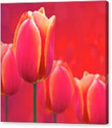 Tulips On Fire Canvas Print