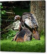 Pair Of Wild Turkeys Canvas Print