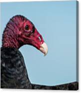 Turkey Vulture Closeup Canvas Print