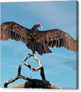 Turkey Vulture Perched In A Dead Tree Canvas Print