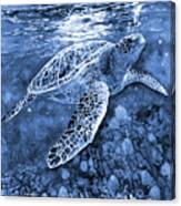 Turtle Reflections In Blue Canvas Print