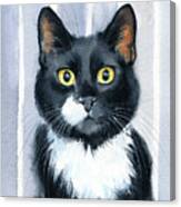 Tuxedo Cat Portrait Canvas Print