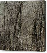 Twisted Forest Solitude Canvas Print