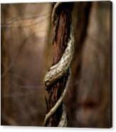 Twisted Growth Canvas Print