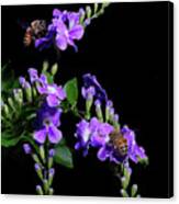 Two Honeybees Canvas Print