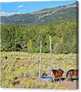 Two Horses In Rabbitbrush Canvas Print