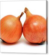 Two Onion Canvas Print