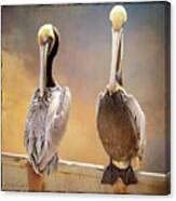 Two Pelicans Canvas Print