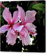 Two Pink Hibiscus Flowers Canvas Print