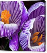 Two Purple And White Striped Crocus Canvas Print