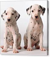 Two Small Black And White Dalmatian Puppies Look Questioningly At The Camera Canvas Print