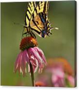 Two Tailed Swallowtail Butterfly On Purple Coneflower Canvas Print