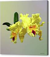 Two Yellow Cattleya Orchids Canvas Print