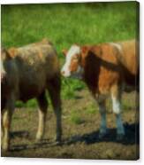 Two Young Bullocks Canvas Print