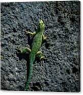 Tzintzuntzan Lizard Canvas Print