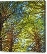 Under The Forest Canopy Canvas Print