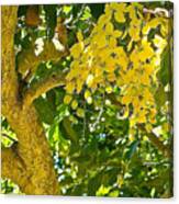 Under The Shower Tree Canvas Print