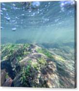 Underwater Scene - Upper Delaware River 1 Canvas Print