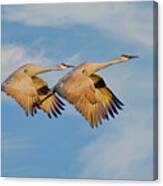 Unison In Flight-sandhill Cranes Canvas Print