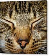Up Close And Personal With Kitty Canvas Print