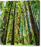 Up Into The California Redwoods Ap 120 Canvas Print