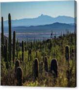 Valley Of Cacti Canvas Print