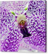 Vanda Orchid Canvas Print