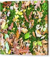 Various Leaves Fallen On Grass In Autumn Fall Canvas Print