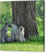 Vervet Monkeys Of Andbeyond Kirkman Kamp Canvas Print