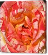 Vibrant Two Toned Rose Canvas Print