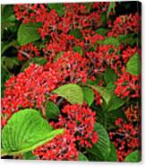 Viburnum Berries Closeup Canvas Print