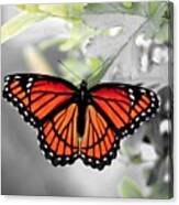 Viceroy Butterfly Canvas Print