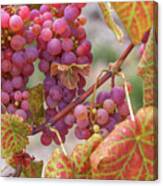 Vines With Ripe Red Grapes Canvas Print