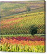 Vineyard Colors Canvas Print