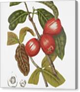 Vintage Botanical Illustrations - Malay Rose Apple Fruits Canvas Print