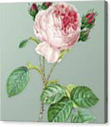 Vintage Centifolia Roses Botanical Art On Mint Green N.0295 Canvas Print