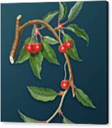 Vintage Cherry Botanical Art On Teal Blue N.0157 Canvas Print