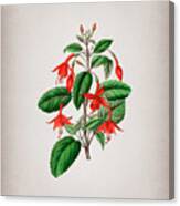 Vintage Standish's Fuchsia Flower Branch Botanical Illustration On Parchment Canvas Print