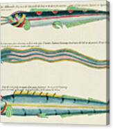 Vintage, Whimsical Fish And Marine Life Illustration By Louis Renard - Geep Alforeese, Bilangh Canvas Print