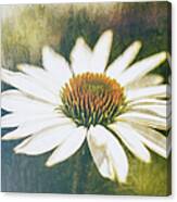 Vintage White Echinacea #1 Canvas Print