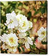 Vintage White Roses In The Garden Canvas Print