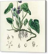 Viola Odorata - Sweet Violet - Medical Botany - Vintage Botanical Illustration - Plants And Herbs Canvas Print