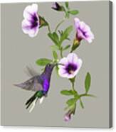 Violet Sabrewing Hummingbird Canvas Print