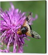 Volucella Pellucens Sitting And Standing On Red Clover Trying Find Some Sweet Canvas Print