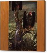 Vultures Projecting From Frame Canvas Print